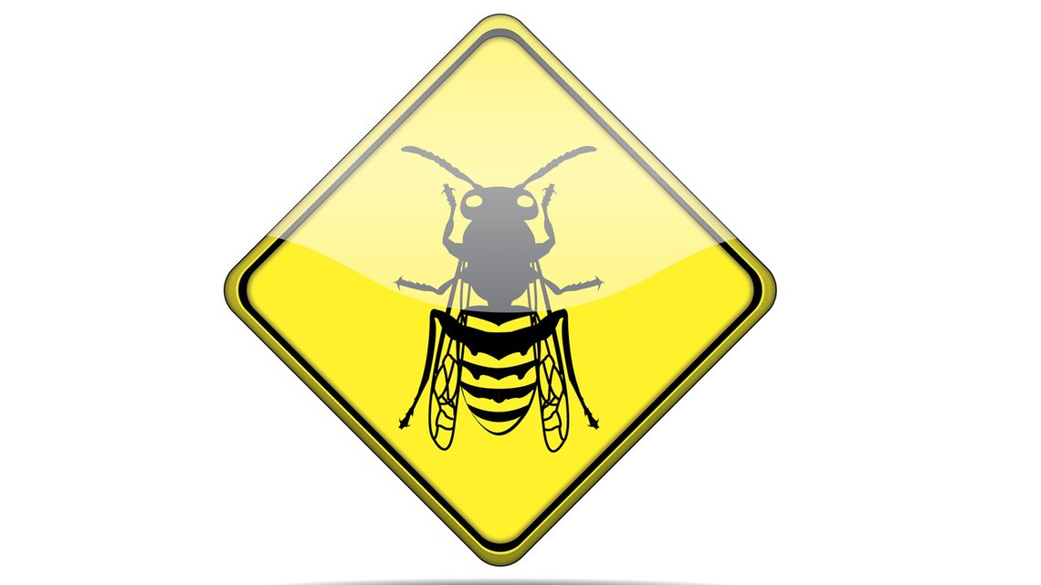 Tipps zum Schutz vor Bienen und Wespen