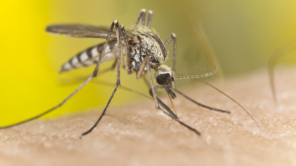 Tipps bei Mückenstichen