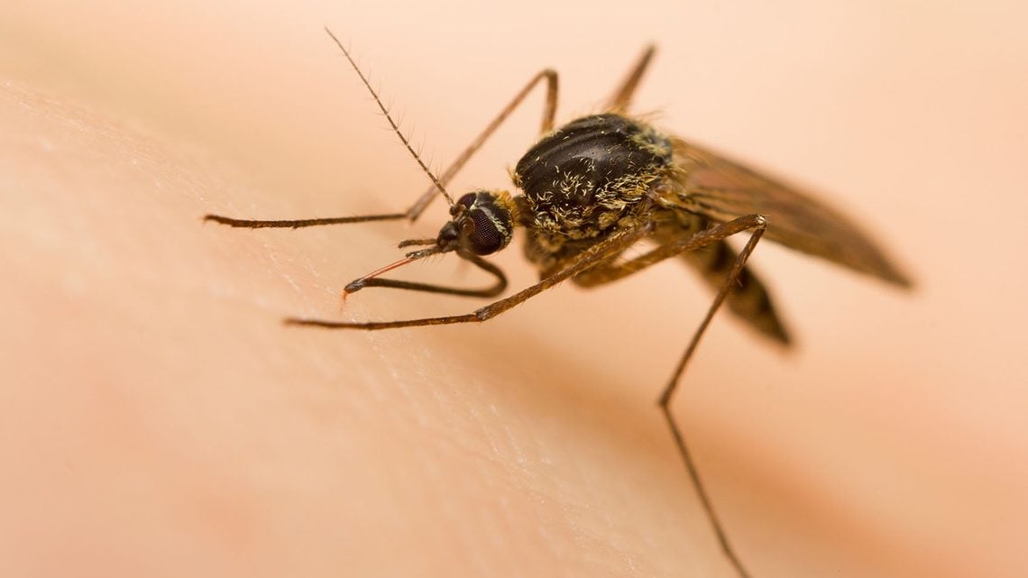 Tipps bei Mückenstichen